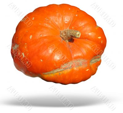 big orange pumpkin isolated over white background with shadow