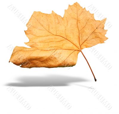 yellow autumn tree leave with shadow isolated over white background
