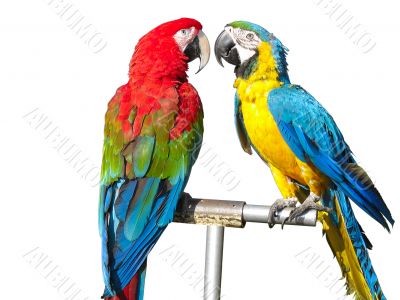 two beautiful bright colored macaws parrots isolated over white background