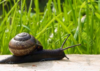 Snail on the sun