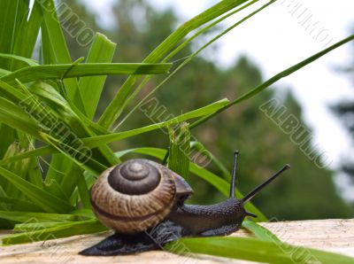 Snail on the sun