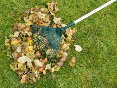 Cleaning of autumn leaves