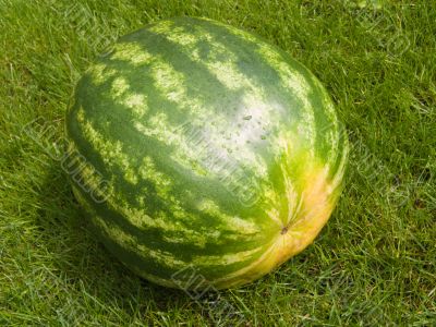 Green water-melon