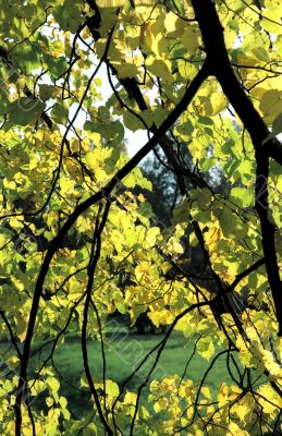 Autumn  background-2