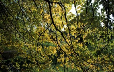Autumn background-1