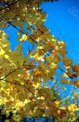 Autumn leaves background-2