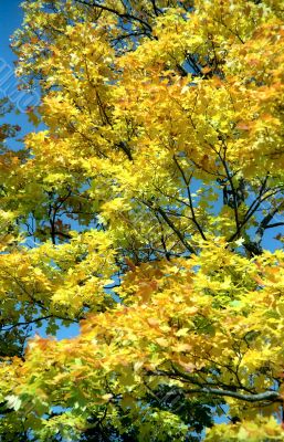 Autumn yellow background-1