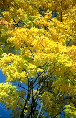 Autumn yellow background-2