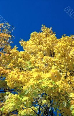 Autumn yellow background-3