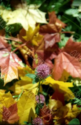 Clover on maple autumn leaves bakground