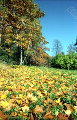 Fall