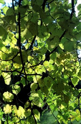 Linden leaves background