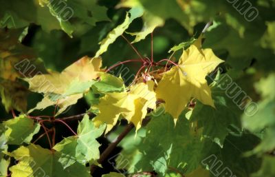 Maple autumn leaves-6