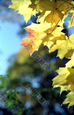 Maple autumn leaves -2