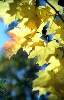 Maple autumn leaves -3