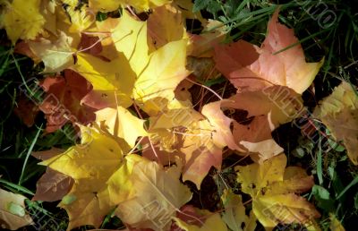 Maple autumn leaves on the grass-1
