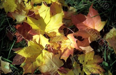 Maple autumn leaves on the grass-2