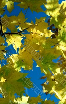 Sun in autumn leaves-2
