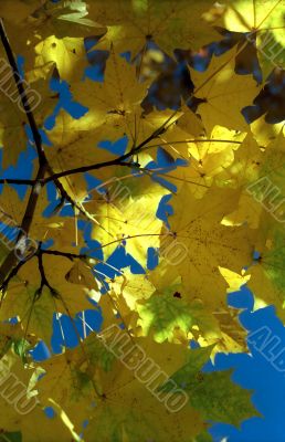 Sun in autumn leaves-3