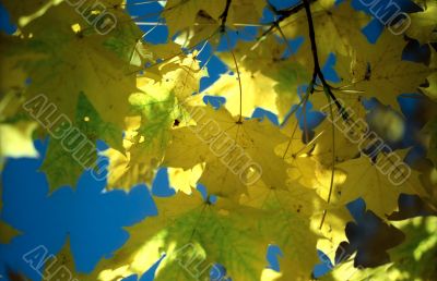 Sun in autumn leaves-4