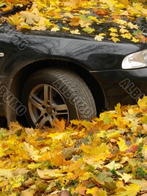 autumnal car