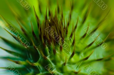Thistle