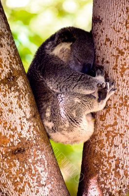 Koala