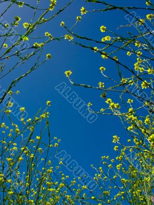 Yellow Flowers