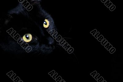 Black Cat