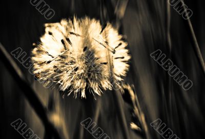 Dandelion