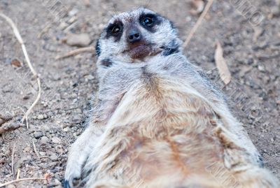 Meerkat
