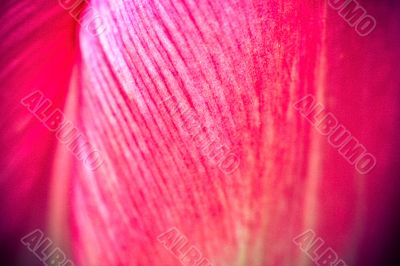 Tulip Abstract