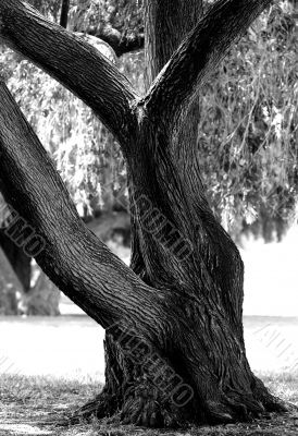 Tree Photos in a Park