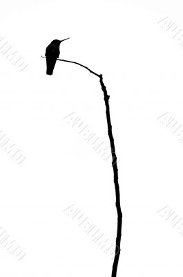 Hummingbird