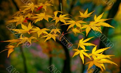 Leaves