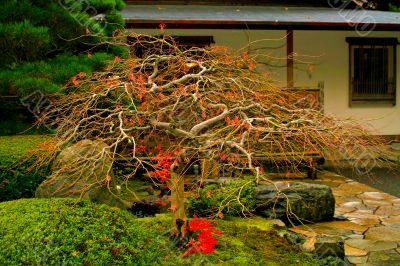 Tree in Fall