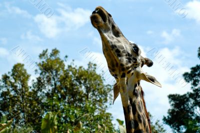 Giraffe