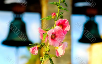 Flowers and Bells