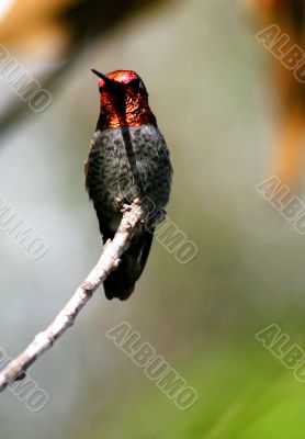 Hummingbird