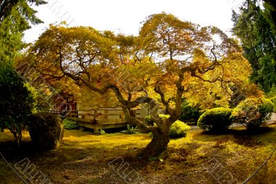 Tree in Garden