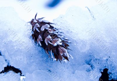 Snowcone in Snow