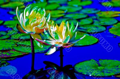Lotus