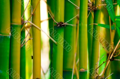 Bamboo
