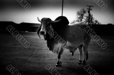 Pinhole Camera Cattle