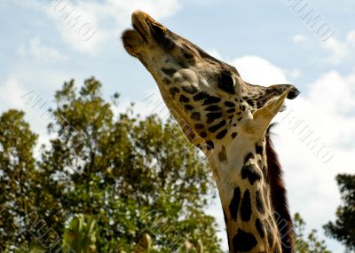 Giraffe