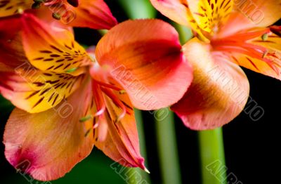 Wedding Bouquet