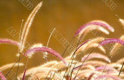 Pampas Grass