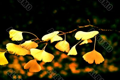 Yellow Leaves