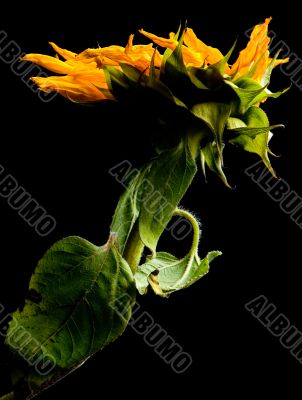 Parched Sunflower Study