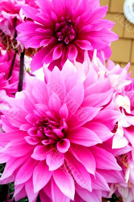 Pink Flowers